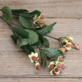 Autumn Hypericum Berries