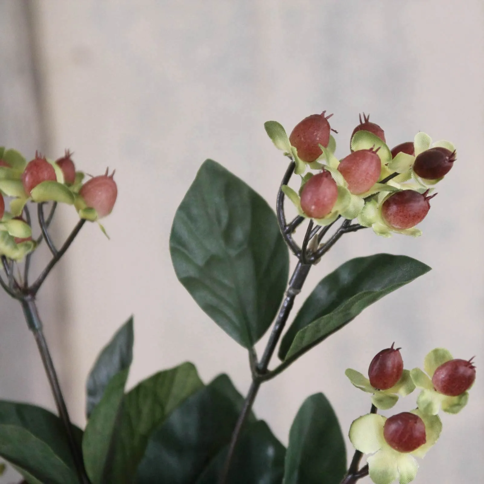 Autumn Hypericum Berries